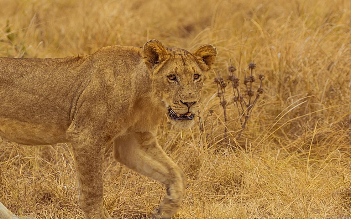 lion tracking in Uganda