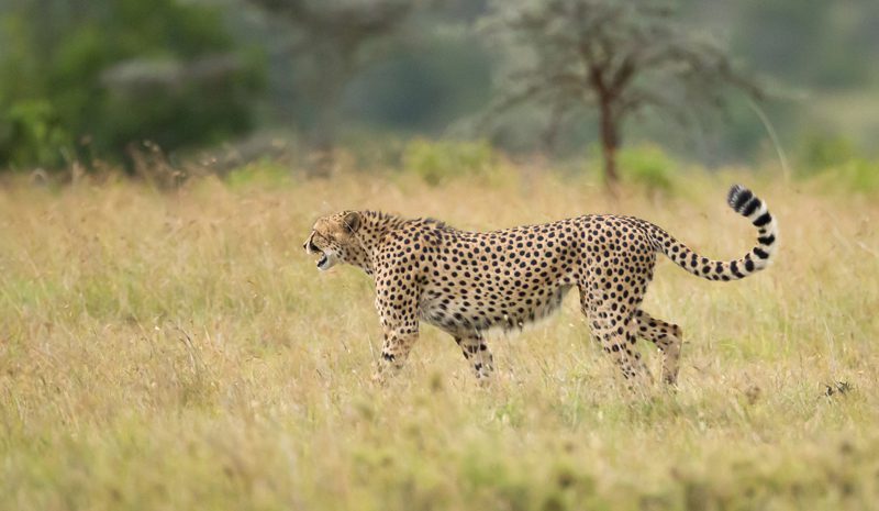 The Magic of Kenya Safari: A Wildlife Adventure of a Lifetime