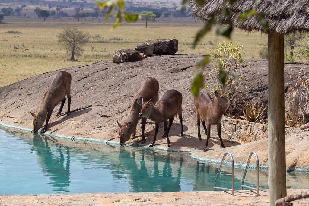 Accommodation in Kidepo National Park