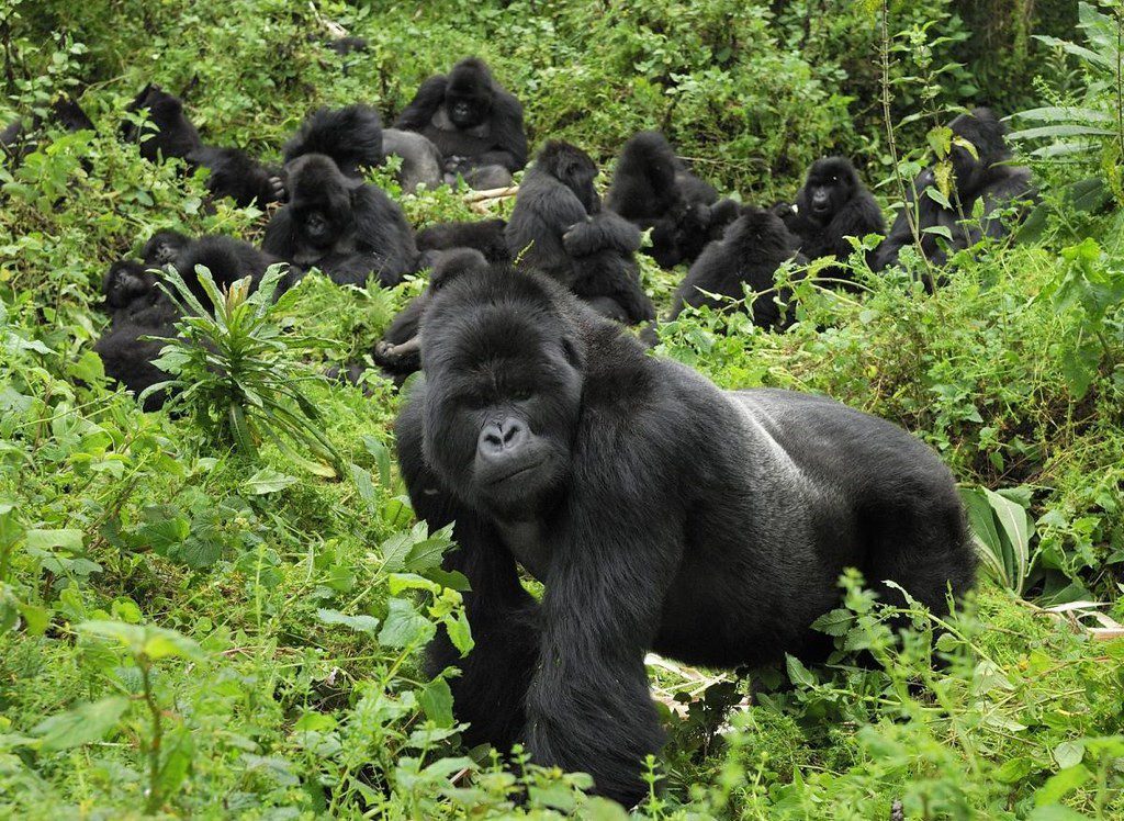 Getting to Bwindi Impenetrable Forest National Park