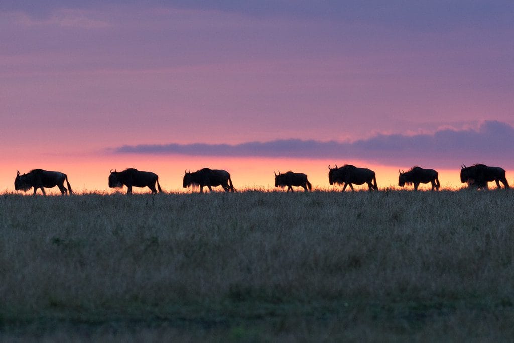 What Is Kenya's Most Visited National Park?