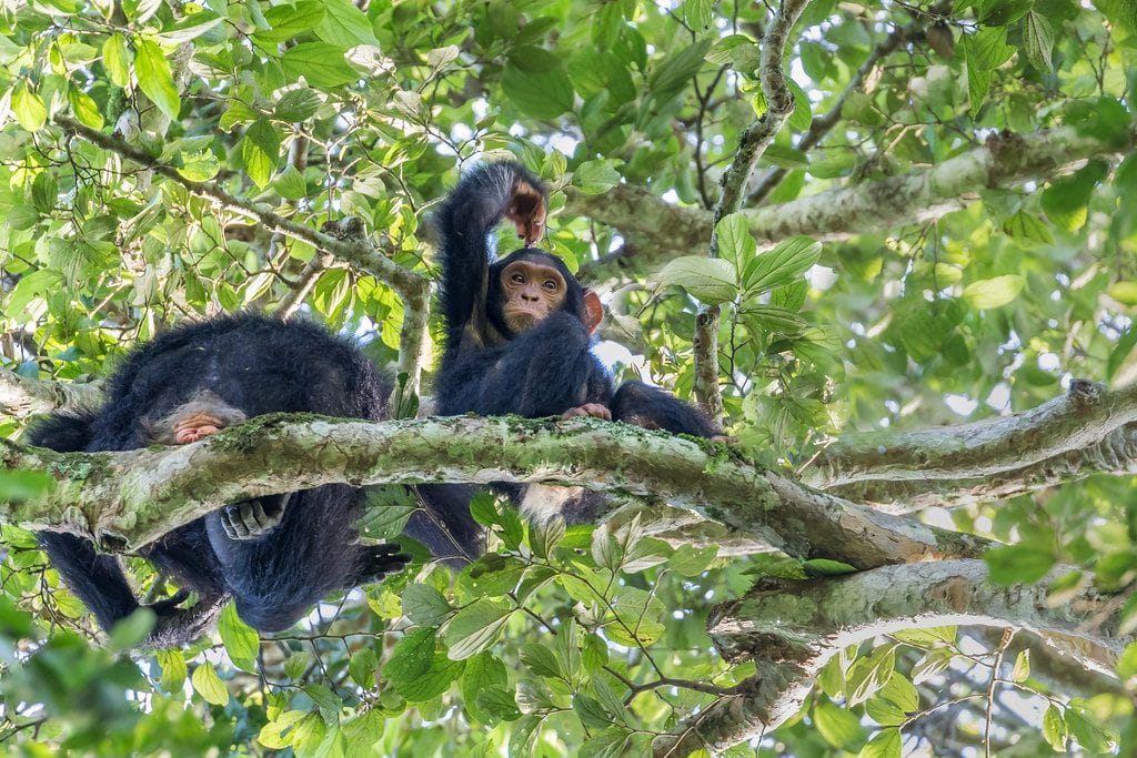 Chimpanzee Trekking in Kibale Forest National Park