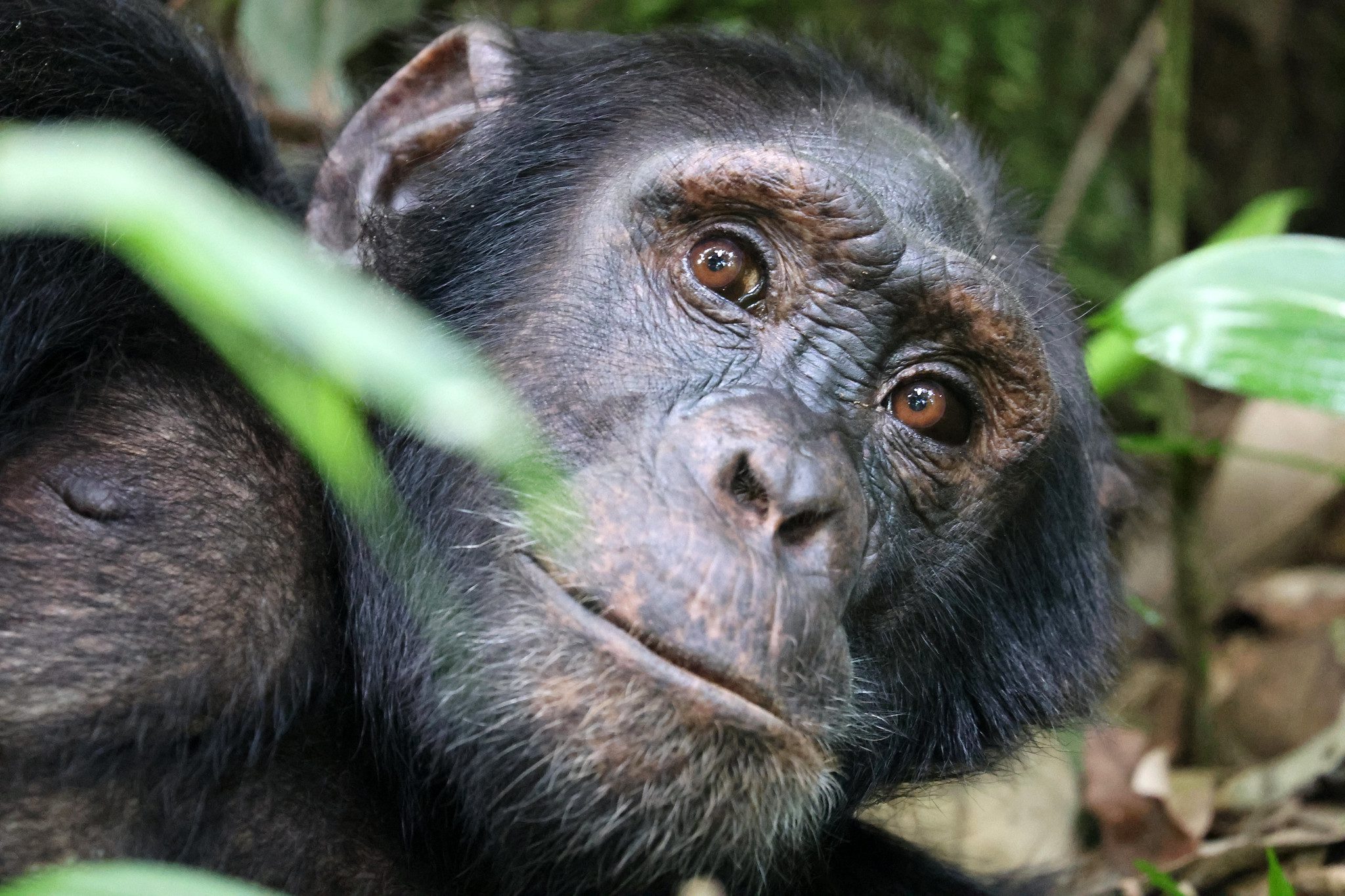 Getting to Kibale Forest National Park for Chimpanzee Trekking