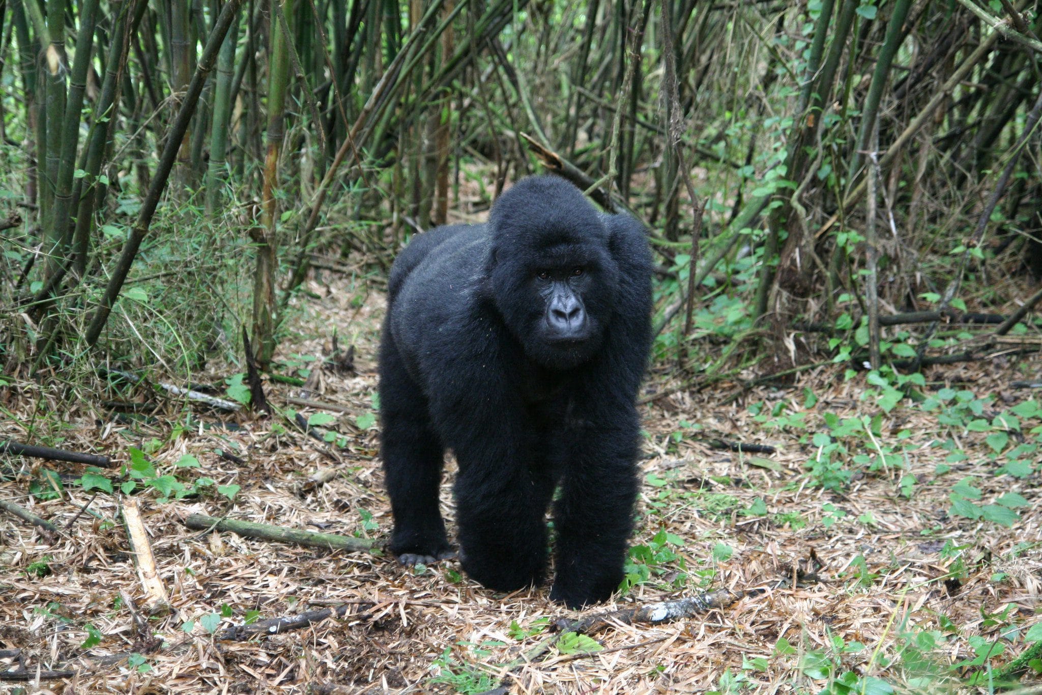 gorilla trekking in Rwanda