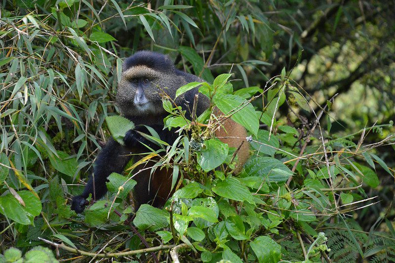 Golden Monkey Trekking