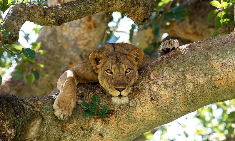 Uganda Tree Climbing Lions