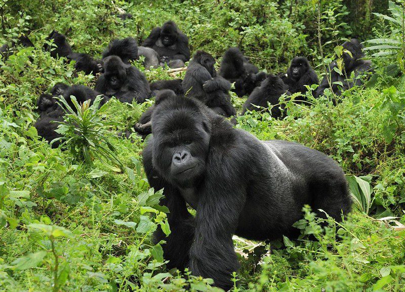 Mountain Gorilla Trekking in Uganda Frequently Asked Questions