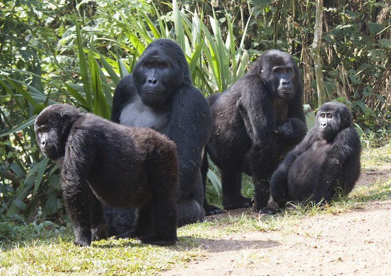 Budget friendly gorilla trekking tours in Uganda