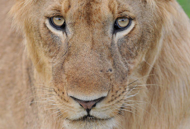 A Guide to Planning the Ultimate Tanzania Adventure Safari Tour