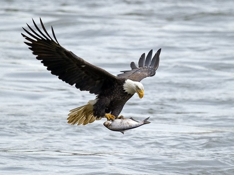 Uganda Birding Safari: African Fish Eagles
