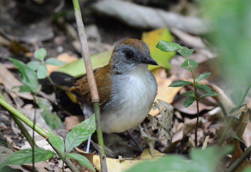 Kaniyo Pabidi Forest in Murchison Falls National Park