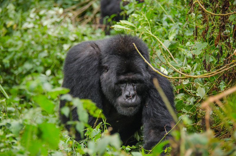 Preparing for Your Gorilla Trekking Safari in Uganda: What to Pack and Why
