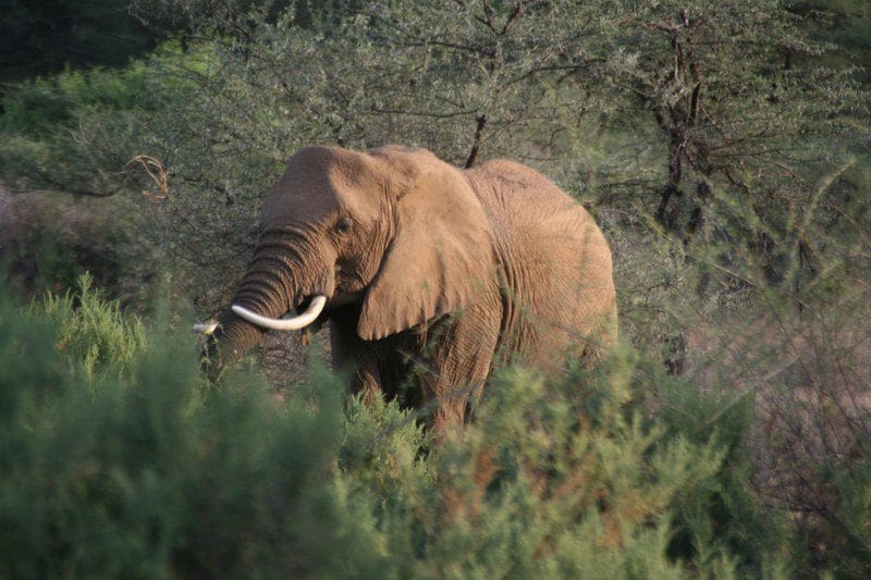 Where to see the big 5 on your Africa big five safari