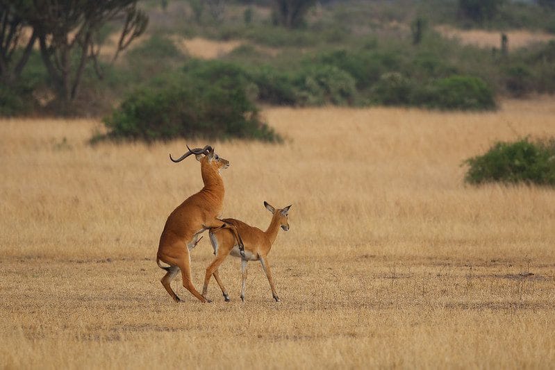 Why Visit Uganda 2024