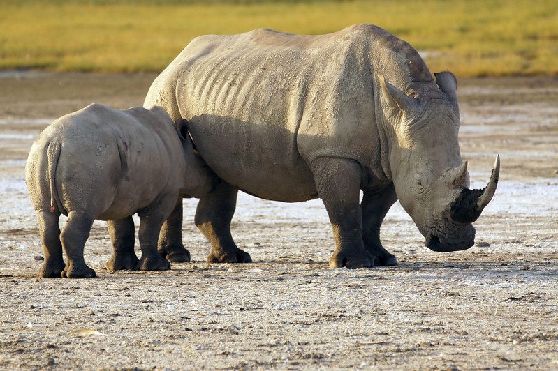 Exploring Kenya's Big Five Safari: What You Need to Know | Big Five Kenya Safari | See the big five animals on your Kenya safari | Kenya Wildlife safari