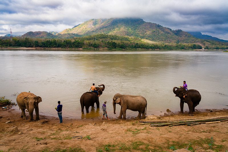 The Environmental Impact of Wildebeest Great Migration Safari Packages: Sustainable Tourism Practices