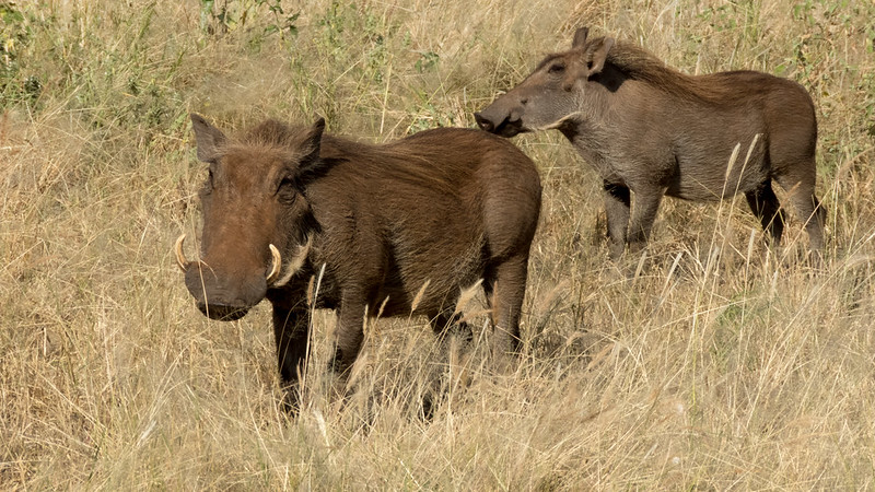 Great Migration safari experience
