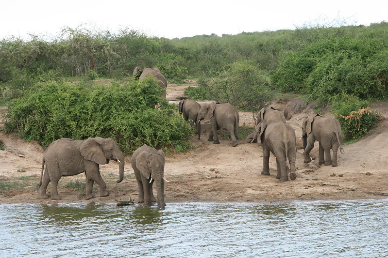 Uganda's safari parks and reserves