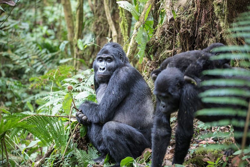 Mountain gorillas: true and false