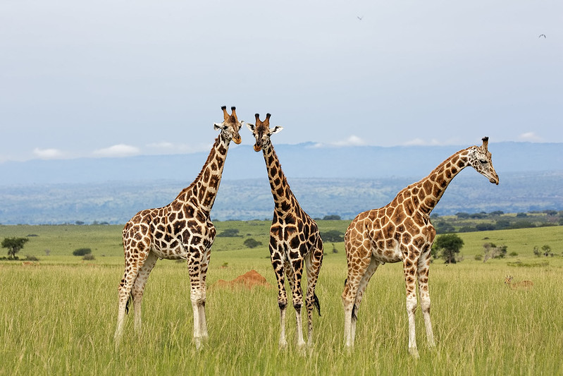 5 Best Places to Safari in Uganda in 2024-2025