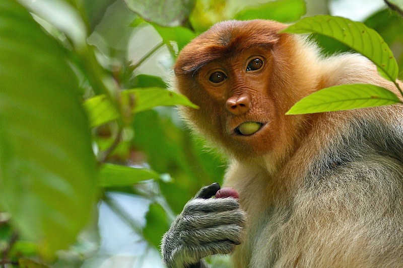 The 20 Primate Trekking Guidelines