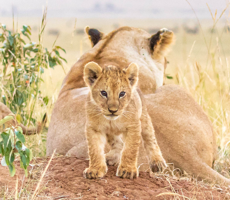 Exploring the Maasai Mara: A Safari Experience Like No Other