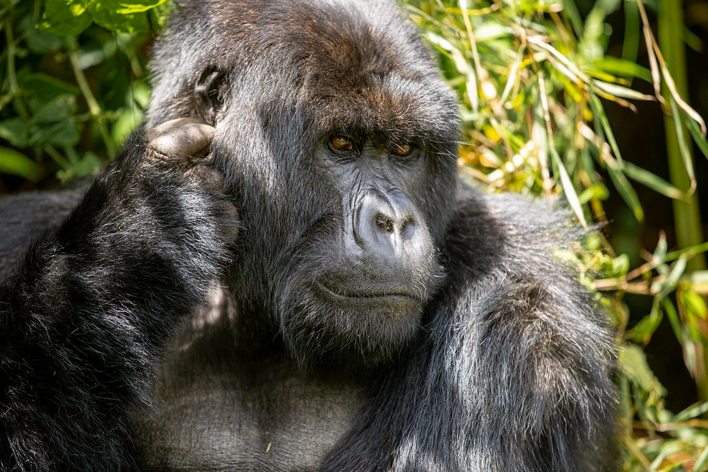 7 Days Rwanda Uganda Safari