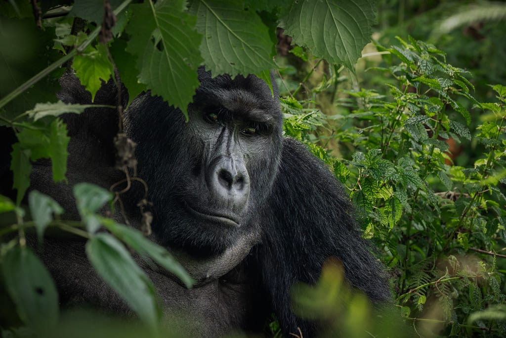 4 Days Gorillas & Queen Wildlife