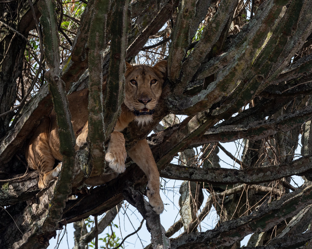 6 Days Uganda Safari