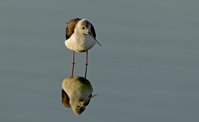 From Big Five to Bird Watching: The Diverse Wildlife of Kenya