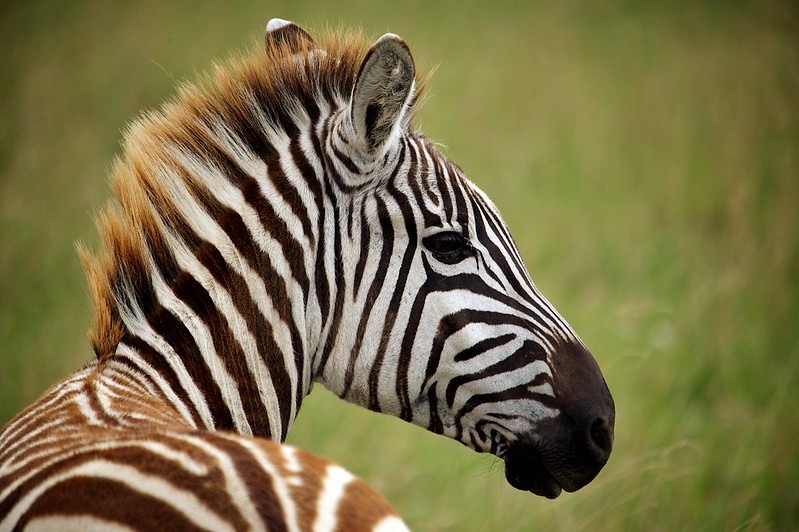 An Insider's Guide to Safari Photography in Kenya