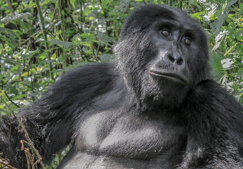 2025 gorilla trekking permits in Uganda