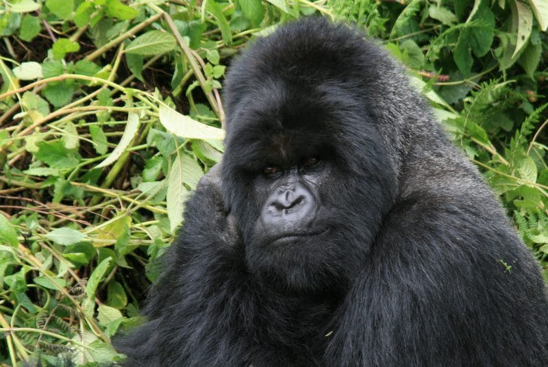 Tracking Mountain Gorillas