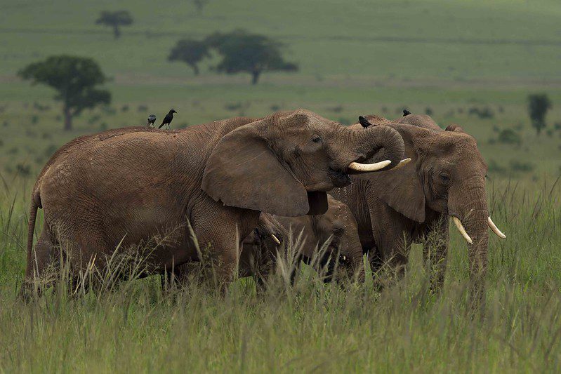 Best Bucket list Things You Can Complete in Africa