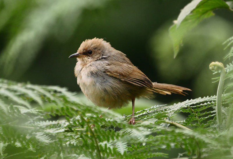 Bird watching in Ruhija sector