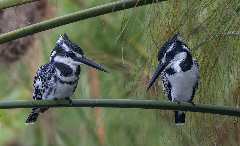 Birding In Lake Mburo National Park