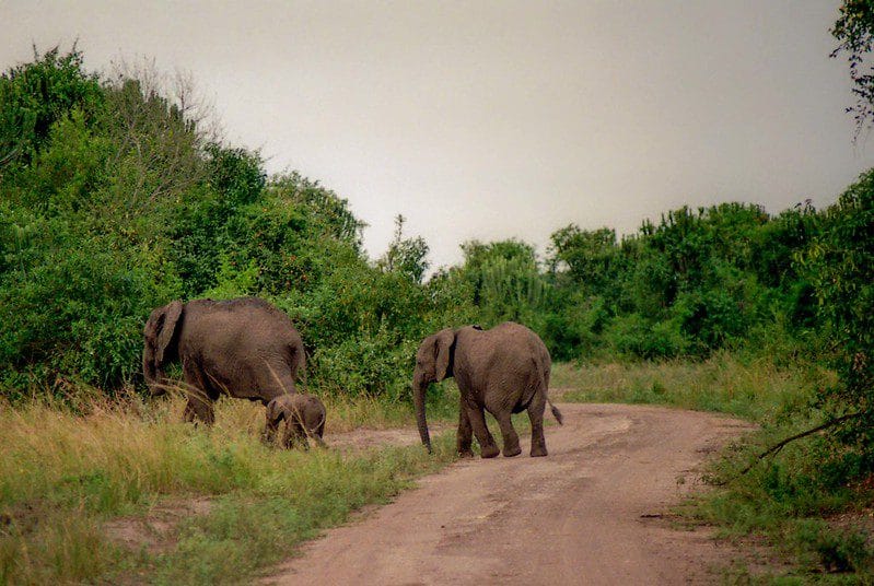 Game drive in Queen Elizabeth national park