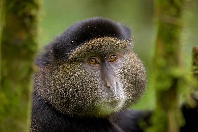 Golden monkey trekking in Rwanda