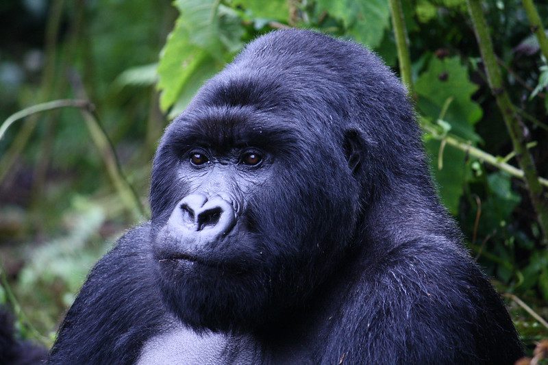 How Long Does Gorilla Trekking Last in Uganda, Rwanda and Congo
