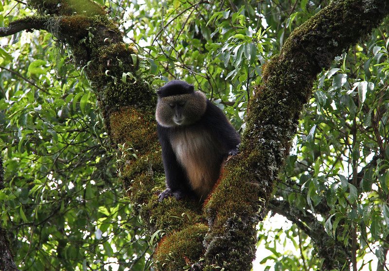 Is Golden Monkey Trekking Worth the Monkey in Mgahinga Gorilla National park