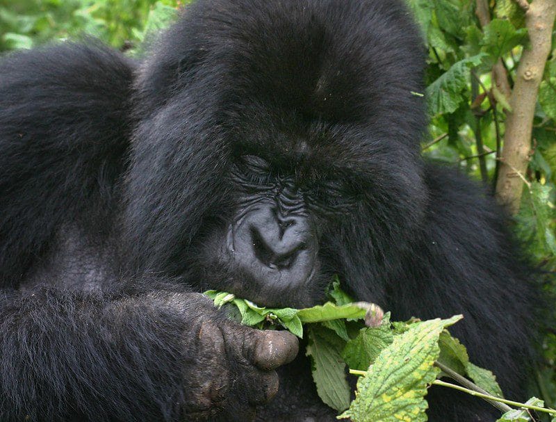 Is Gorilla Tracking in Uganda Safe