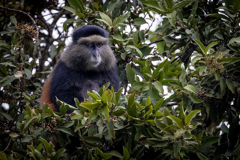 Mgahinga gorilla national park activities