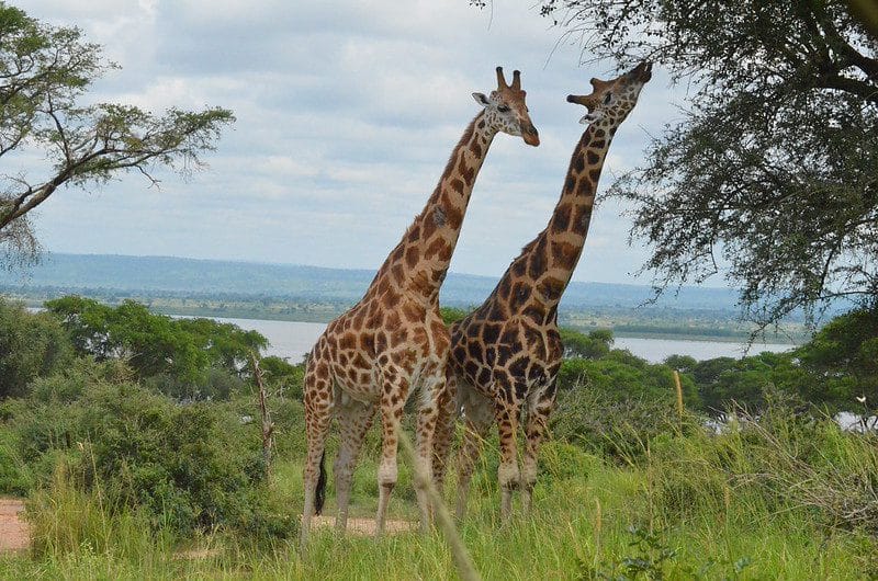 Murchison Falls National Park Wildlife
