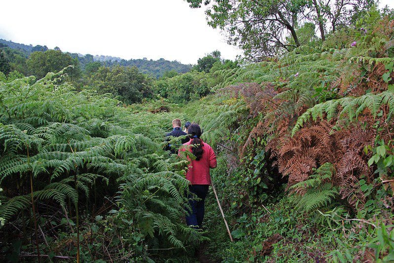 Nature walks in Mgahinga National Park
