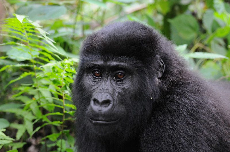 Rules for Gorilla Trekking Experience