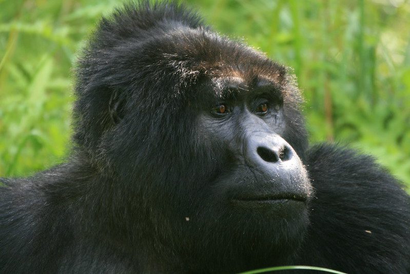 Things to do in Ruhija sector after gorilla trekking