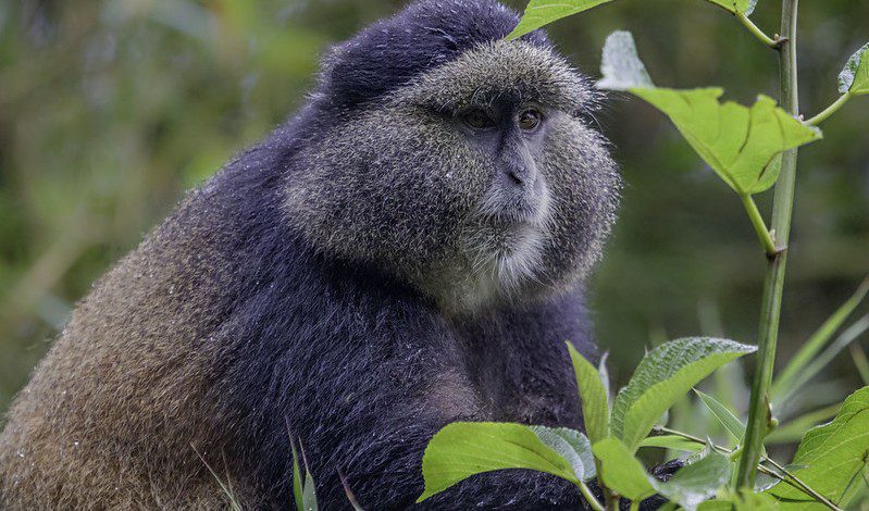 Things to do in Volcanoes national park Rwanda