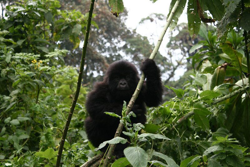 Top 25 Facts About Mountain Gorillas
