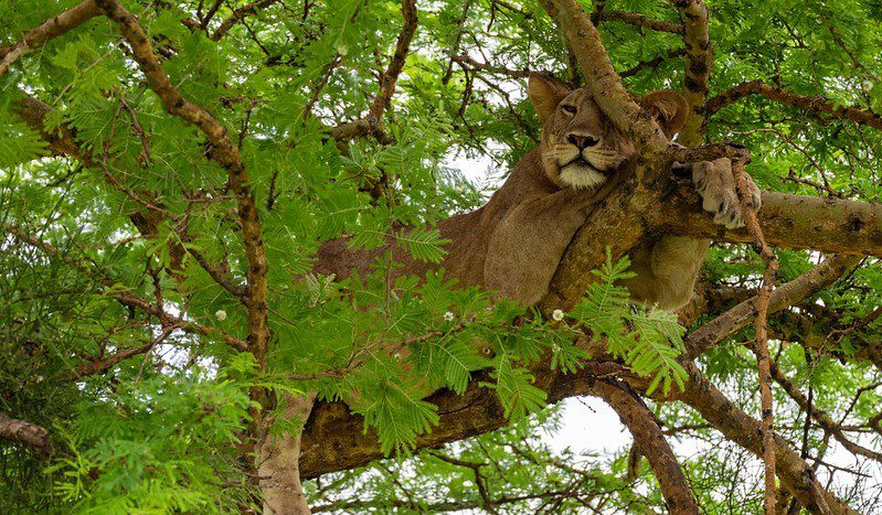 Top things to do in Queen Elizabeth national park