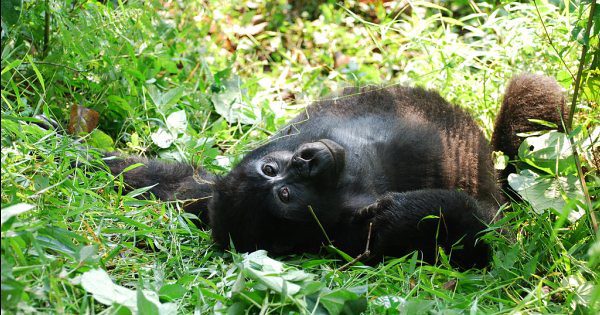 Where Are Mountain Gorillas Found in The World
